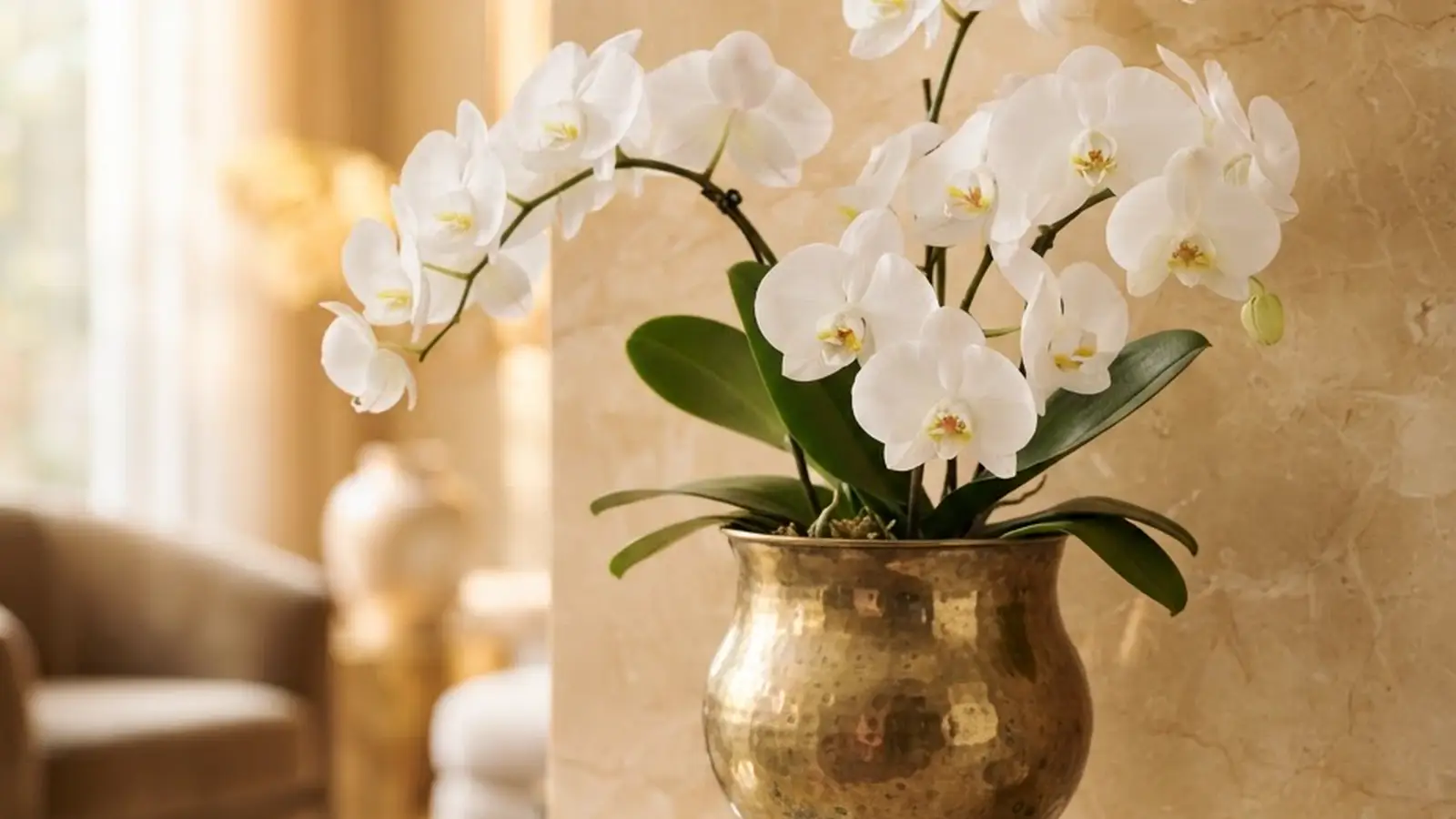White orchids on marble in a luxury Dubai hotel spa